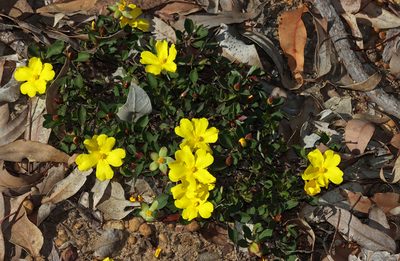 Hibbertia hortiorum, photographed by T. Hammer