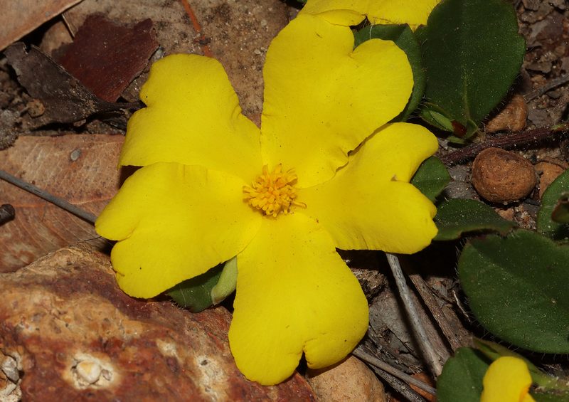 Hibbertia hortiorum, photographed by T. Hammer