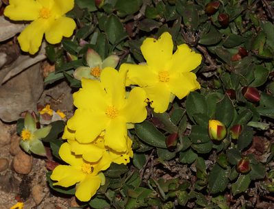 Hibbertia hortiorum, photographed by T. Hammer