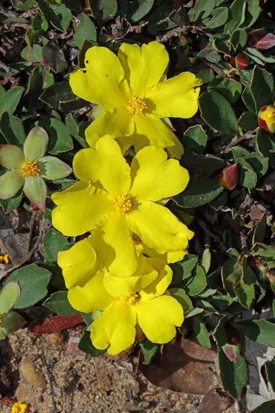 Hibbertia hortiorum, photographed by T. Hammer