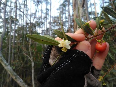 Eugenia punicifolia, photographed by Márcia Martins