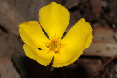 Hibbertia cunninghamii, photographed by T. Hammer