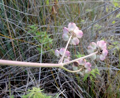 Taeniopetalum obtusifolium, photographed by katunchik