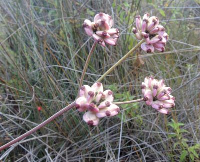 Taeniopetalum obtusifolium, photographed by katunchik