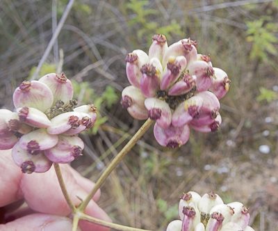 Taeniopetalum obtusifolium, photographed by katunchik