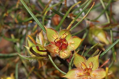 Hibbertia striata, photographed by T. Hammer