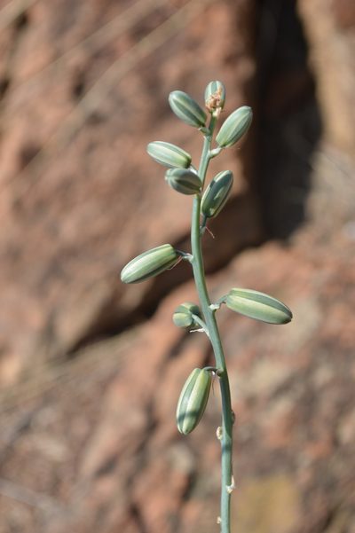 Albuca glauca, photographed by Hildegard Klein