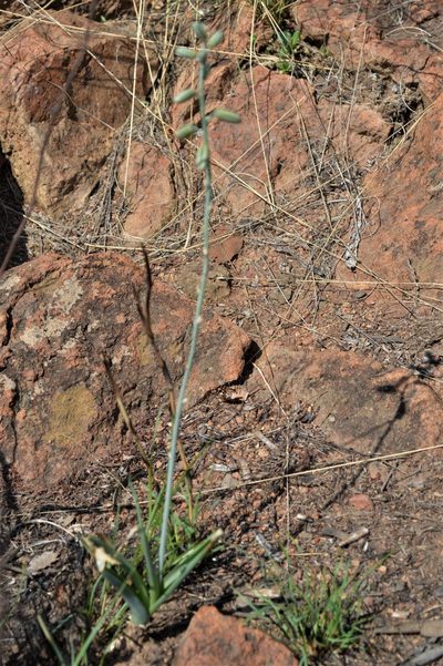 Albuca glauca, photographed by Hildegard Klein
