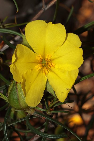 Hibbertia striata, photographed by T. Hammer