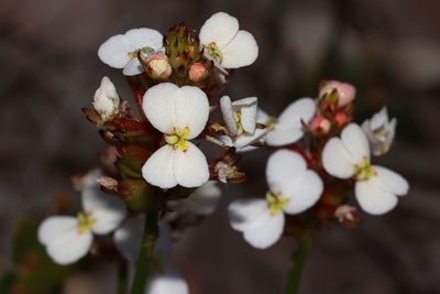 Stylidium scariosum, photographed by T. Hammer