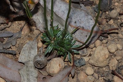 Stylidium scariosum, photographed by T. Hammer