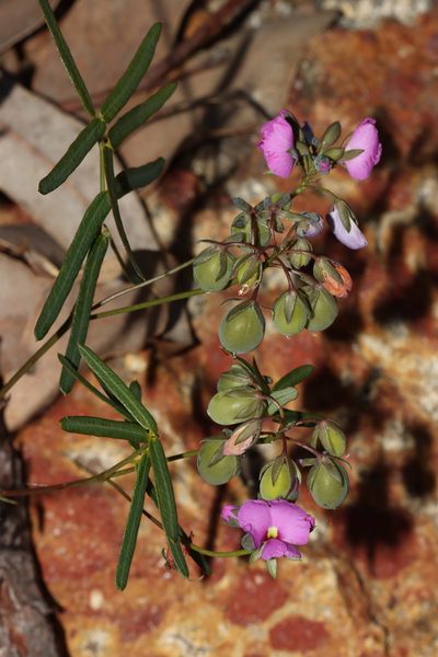 Gompholobium knightianum, photographed by T. Hammer