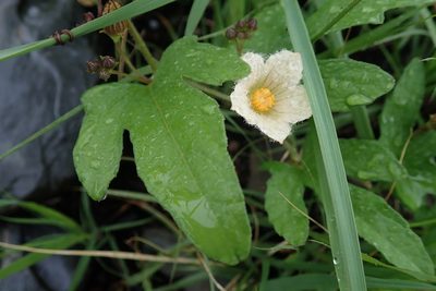 Coccinia adoensis, photographed by Jimmy Whatmore