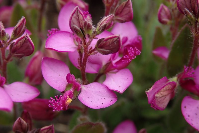 Polygala ohlendorfiana, photographed by Jimmy Whatmore