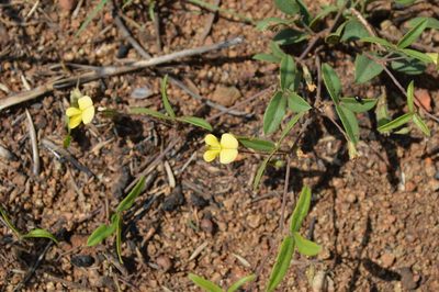 Rhynchosia totta, photographed by Hildegard Klein