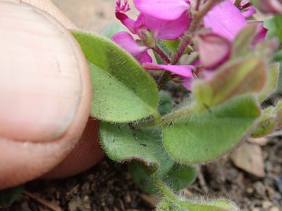 Polygala ohlendorfiana, photographed by Jimmy Whatmore