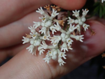 Conospermum taxifolium, photographed by Thomas Mesaglio