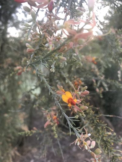 Jacksonia furcellata, photographed by James