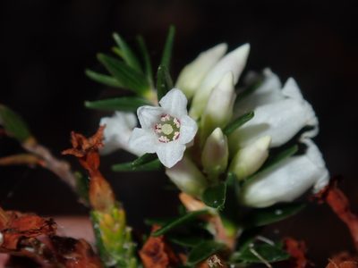Epacris obtusifolia, photographed by Thomas Mesaglio
