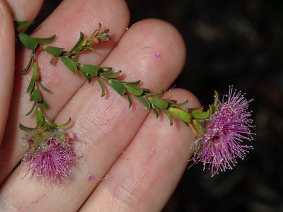 Kunzea capitata, photographed by Thomas Mesaglio