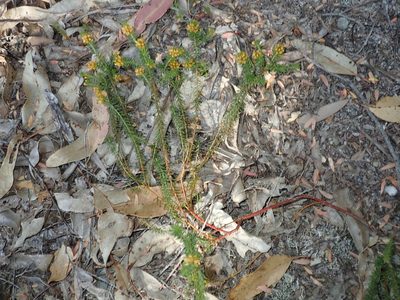 Phyllota phylicoides, photographed by Thomas Mesaglio