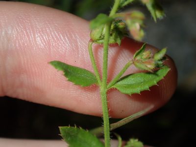 Gonocarpus teucrioides, photographed by Thomas Mesaglio