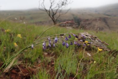 Polygala houtboshiana, photographed by Jimmy Whatmore