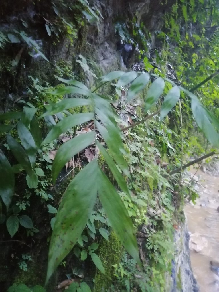 Chamaedorea microspadix, photographed by Erick Vélez Sánchez