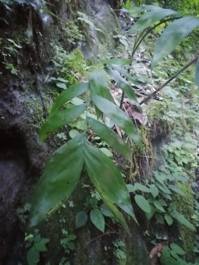 Chamaedorea microspadix, photographed by Erick Vélez Sánchez