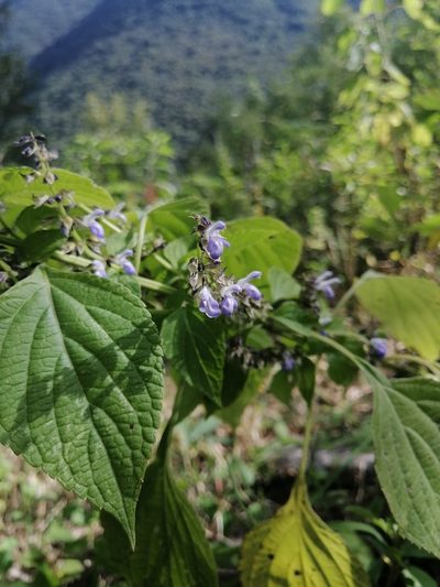 Salvia longispicata, photographed by Erick Vélez Sánchez