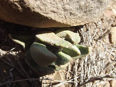 Pleiospilos compactus, photographed by Ludwig Muller