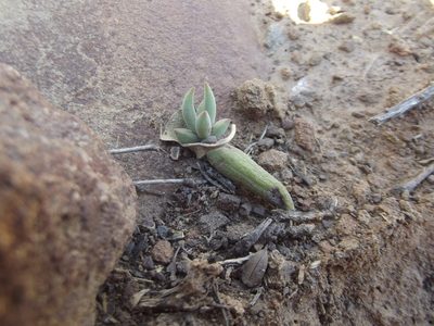 Crassula subaphylla, photographed by Ludwig Muller
