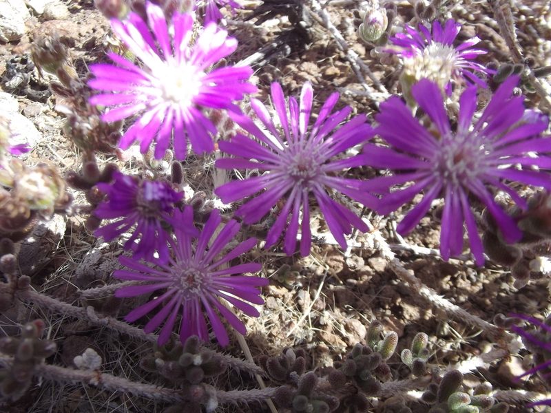 Drosanthemum archeri, photographed by Ludwig Muller