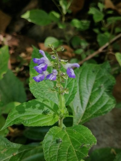 Salvia longispicata, photographed by Erick Vélez Sánchez