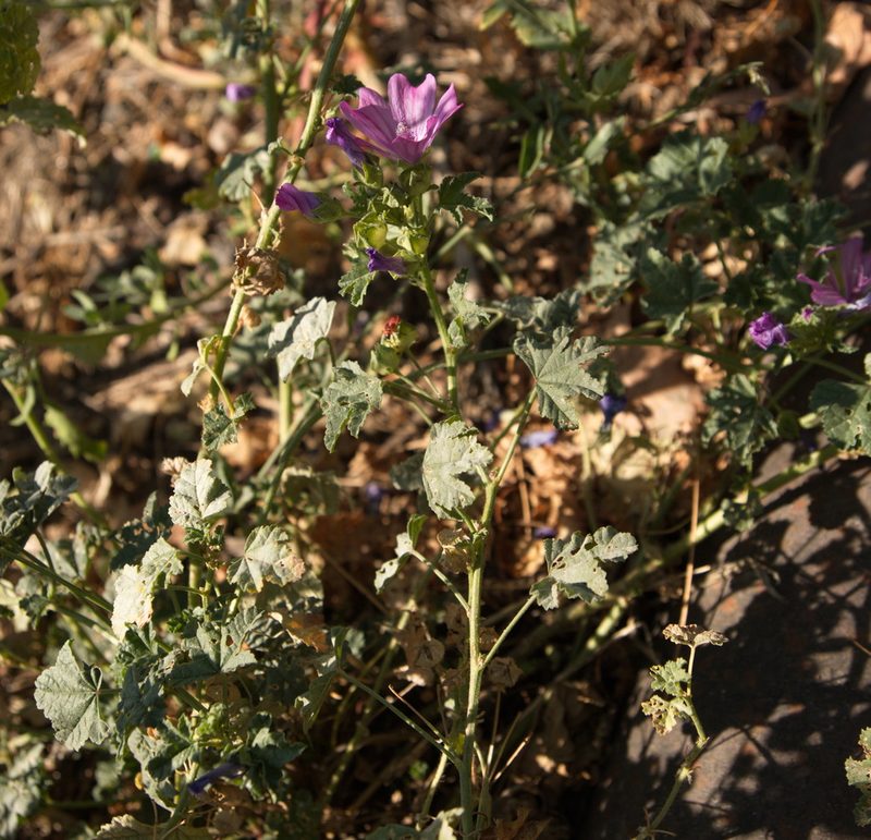 Malva erecta, photographed by Вячеслав Юсупов