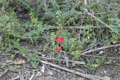 Verbena tweedieana, photographed by demianlescano