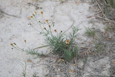 Senecio pinnatus, photographed by demianlescano