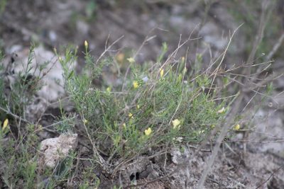 Menodora integrifolia, photographed by demianlescano