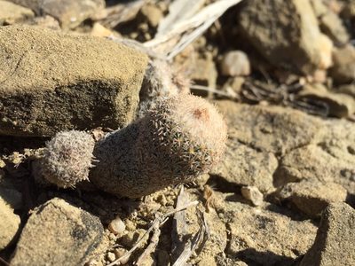 Epithelantha pachyrhiza, photographed by Karla M. Benítez