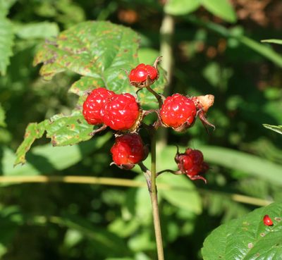 Rubus crataegifolius, photographed by Oleg Kosterin