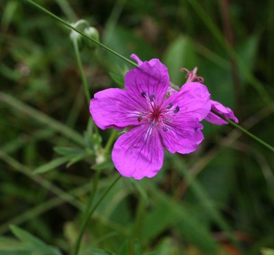 Geranium soboliferum, photographed by Oleg Kosterin