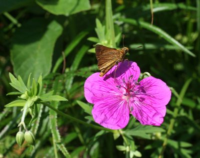 Geranium soboliferum, photographed by Oleg Kosterin