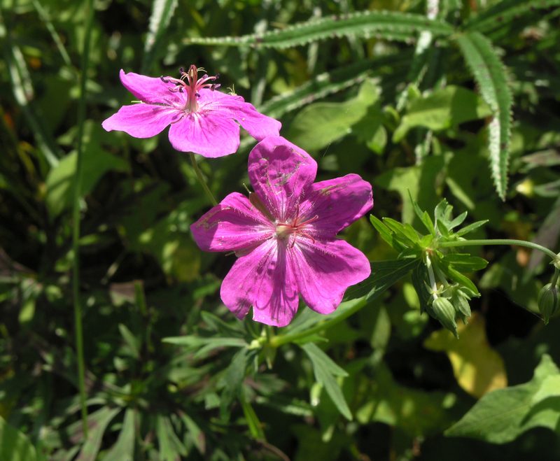 Geranium soboliferum, photographed by Oleg Kosterin