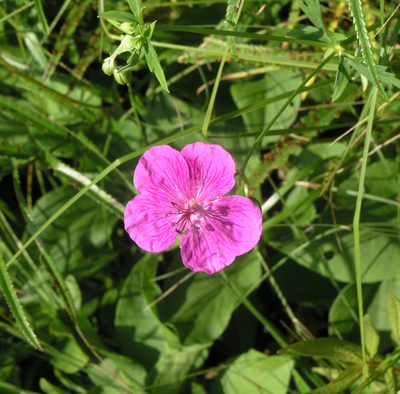 Geranium soboliferum, photographed by Oleg Kosterin
