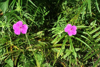 Geranium soboliferum, photographed by Oleg Kosterin
