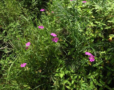 Geranium soboliferum, photographed by Oleg Kosterin