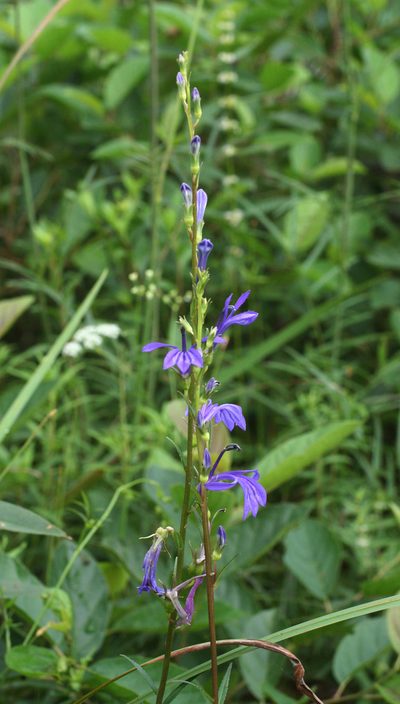 Lobelia sessilifolia, photographed by Oleg Kosterin