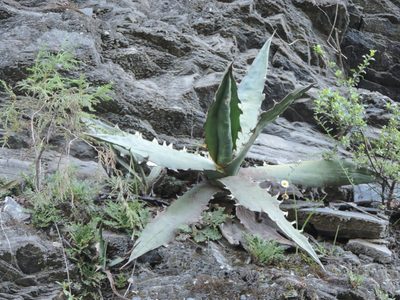 Agave xylonacantha, photographed by Sandino Guerrero
