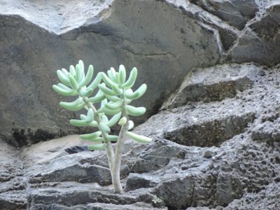 Sedum corynephyllum, photographed by Sandino Guerrero