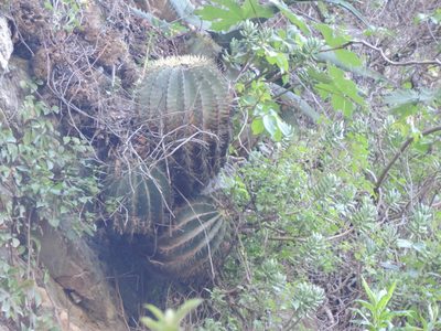 Ferocactus glaucescens, photographed by Sandino Guerrero